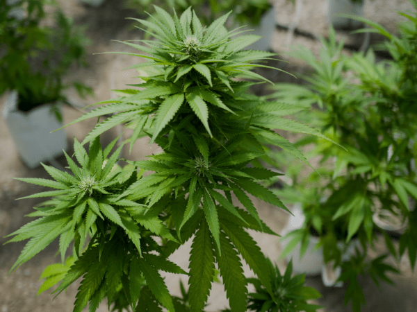 Cannabis is now Safe!&nbsp;(NOT)